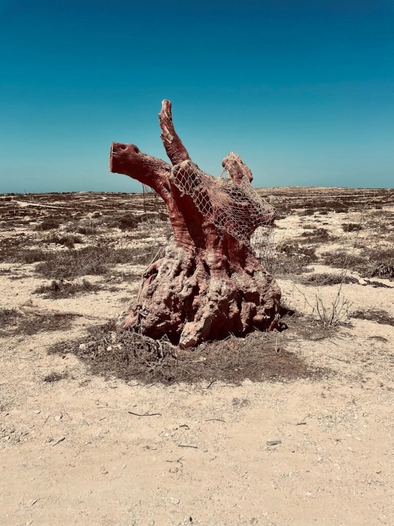 a camel in the desert