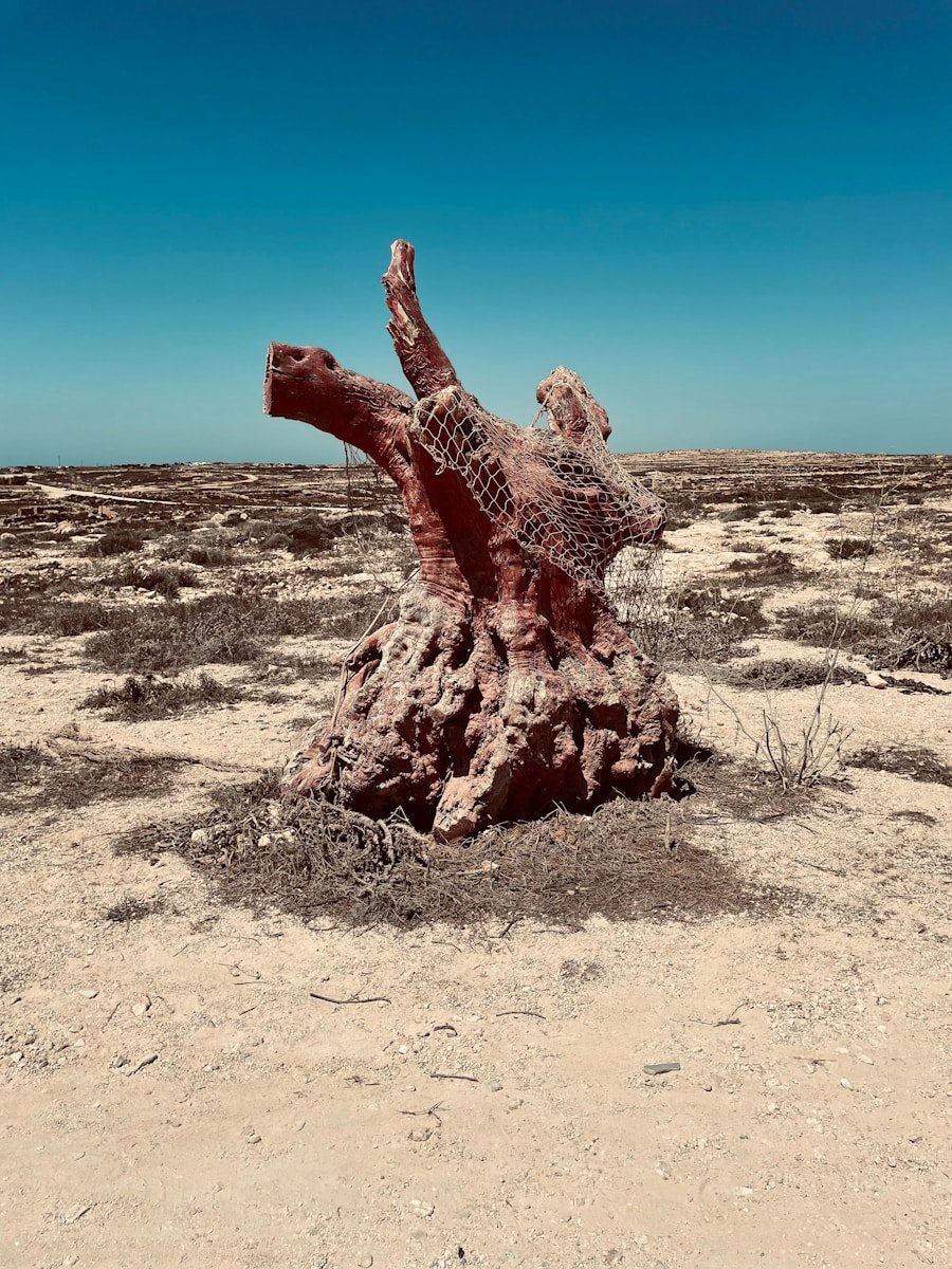 a camel in the desert