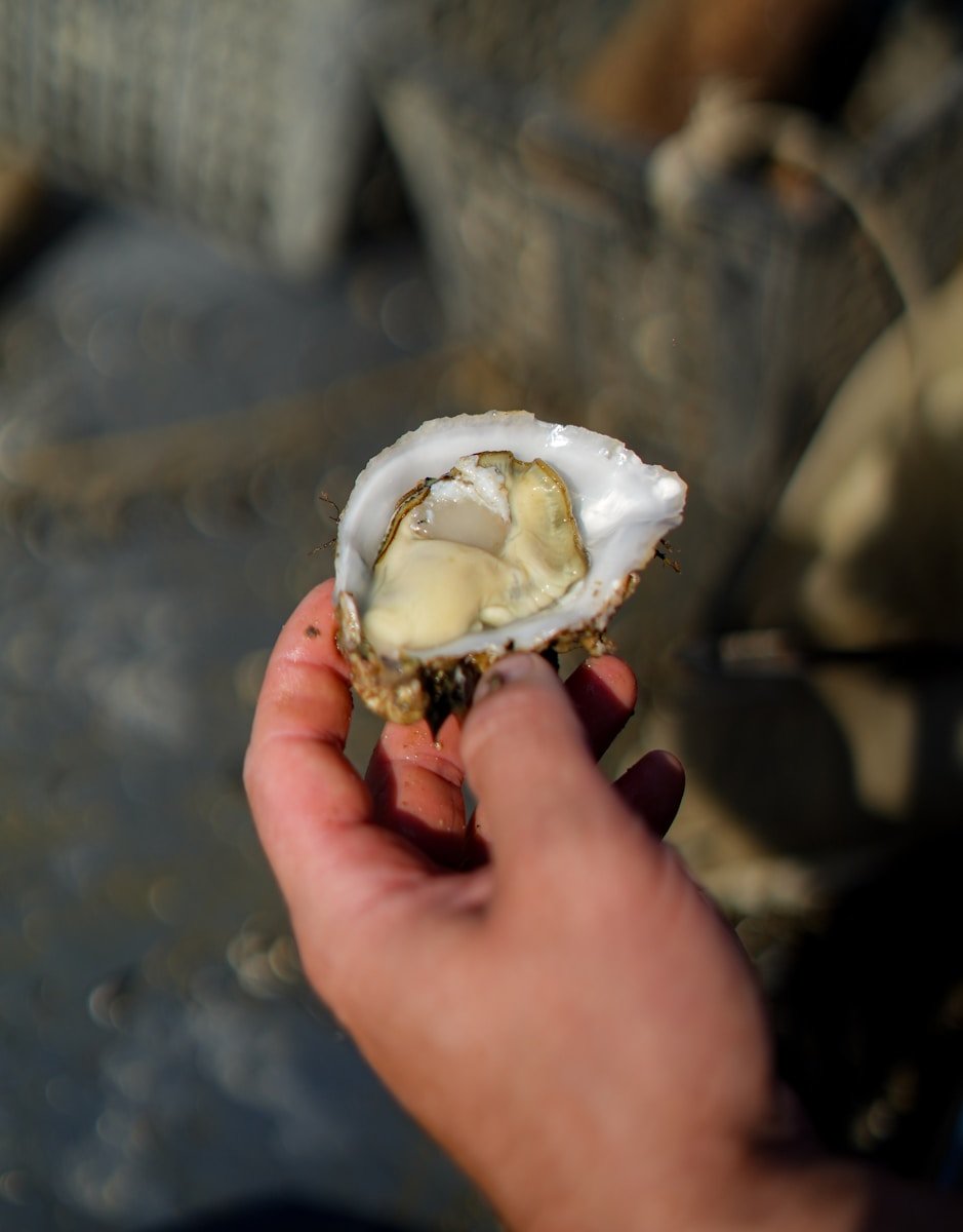 a person holding a half eaten oyster in their hand