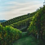 Weekend nelle Langhe Yoga