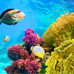 Capodanno a Sharm El Sheikh: Yoga e Mare